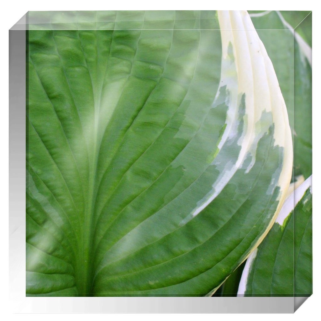 Acrylic Photo Block - Abstract Flora - Hosta Leaf Closeup