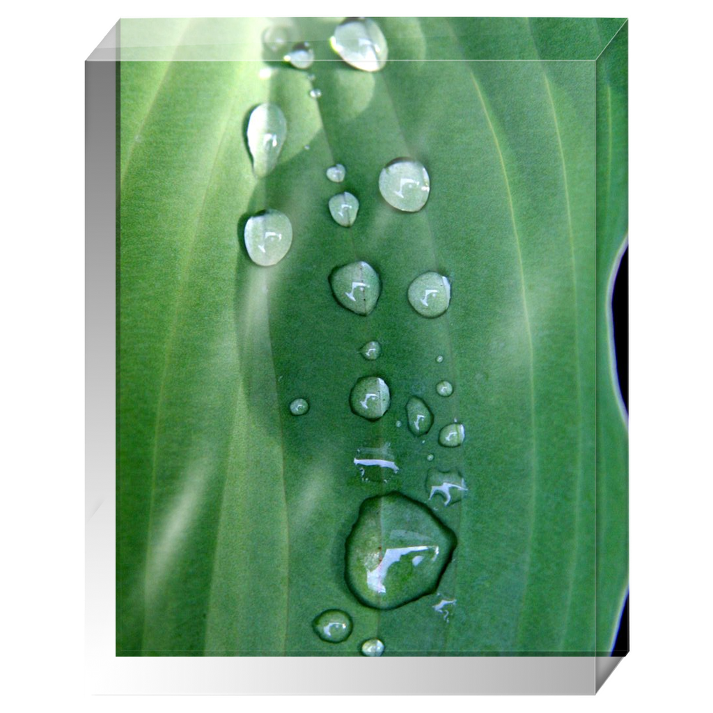 Acrylic Photo Block - Abstract Flora - Hosta Leaf with Dew Closeup