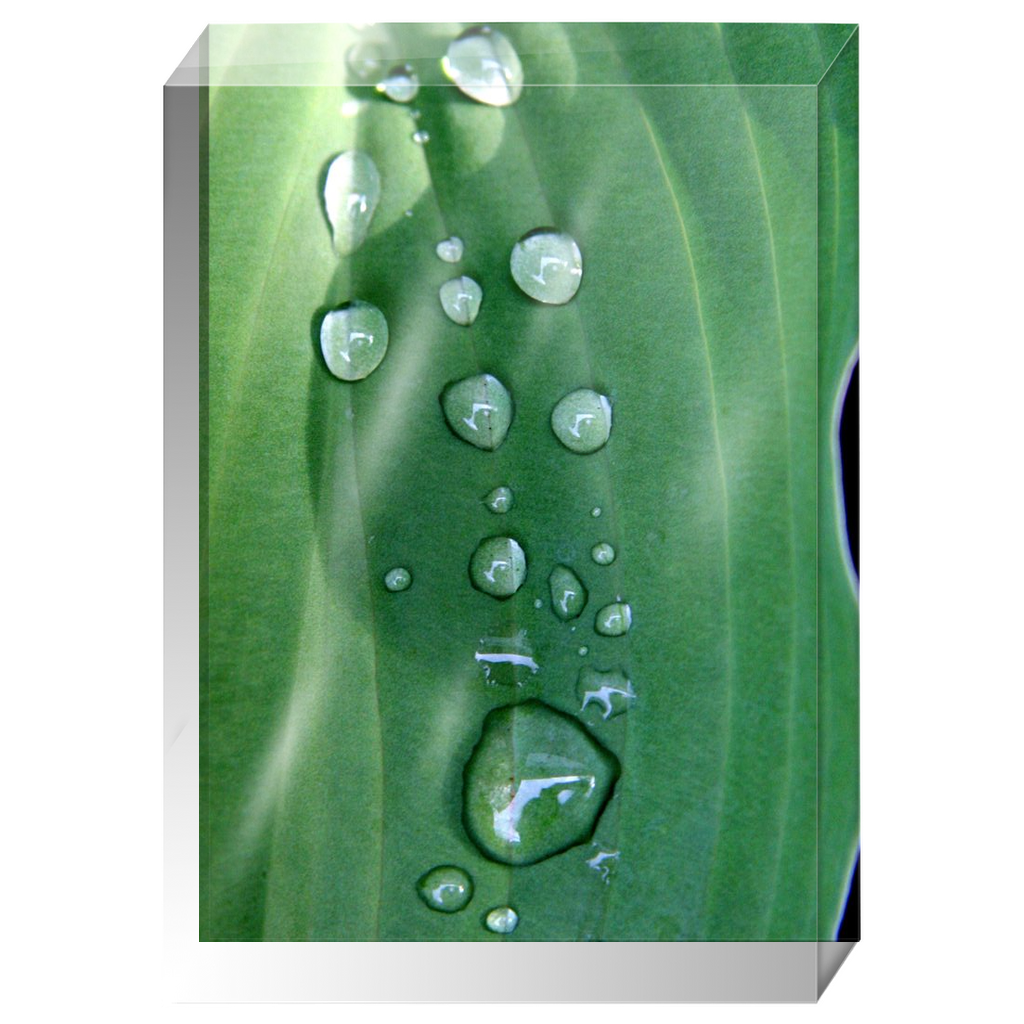 Acrylic Photo Block - Abstract Flora - Hosta Leaf with Dew Closeup